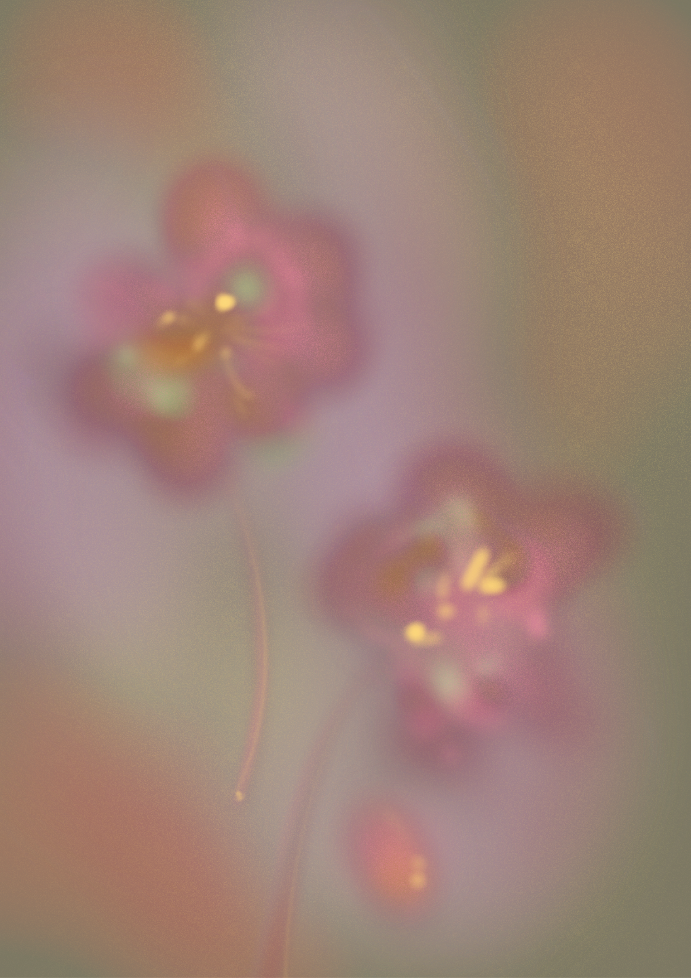 Ilustrações flores2