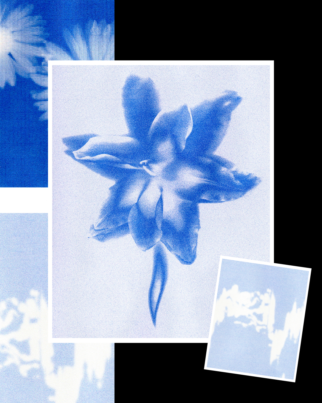 Projetopessoal flores2